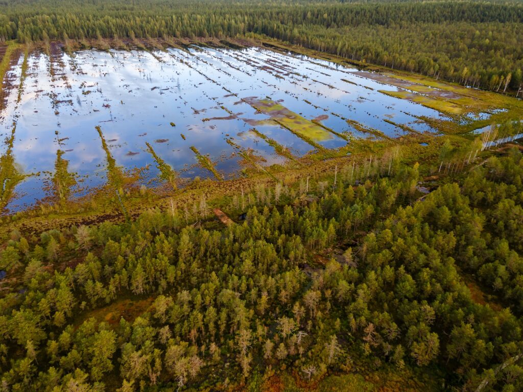 Artificial pond to drain swamps